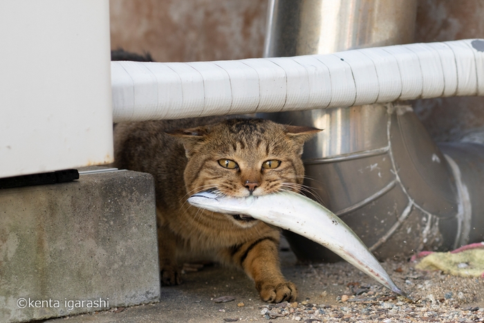 猫と魚13