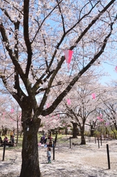 お花見と「こもろ」の美味しいを楽しむ 「KOMORO FOOD MARKET」も！ 長野県小諸市 小諸城址懐古園「桜まつり」が開催