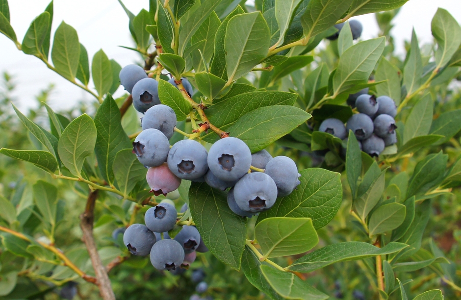 ブルーベリー イメージ