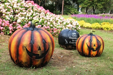 カネコ種苗 ぐんまフラワーパークにて 1,700株のバラの香りに包まれるハロウィンイベント 「秋バラフェスタ～フラワーハロウィン～」を 10月31日(土)まで開催