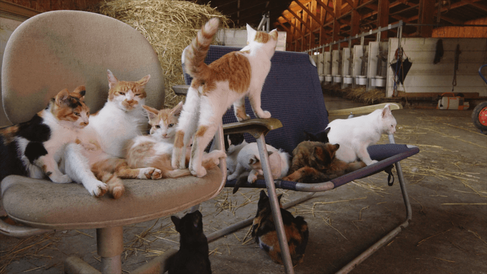 © 「劇場版 岩合光昭の世界ネコ歩き2」製作委員会 © Mitsuaki Iwago