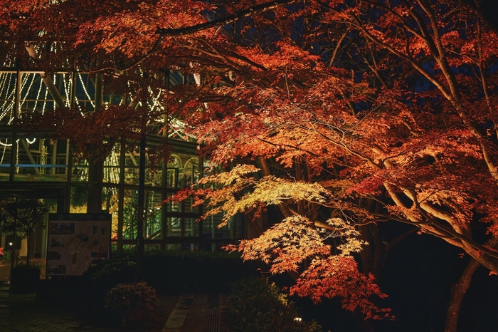 布引の紅葉＆ライトアップ(2)