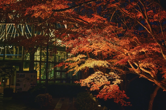 布引の紅葉&ライトアップ(2)