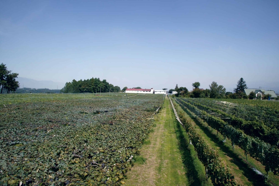 五一わいん 林農園