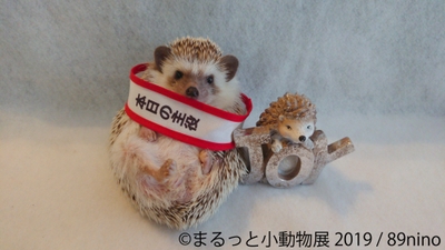 <ハリたすき>ハリたすき