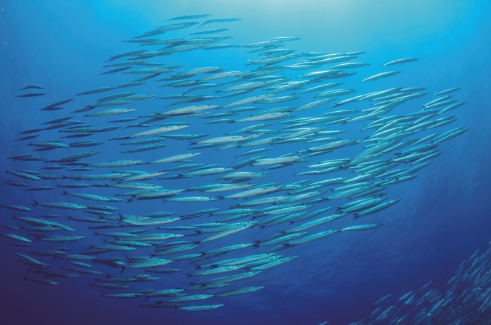 ヒューマングレードの厳選素材使用