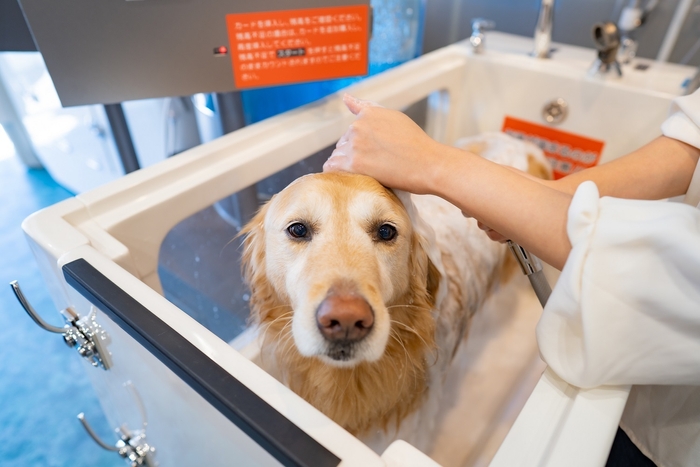 インスタ映えも!