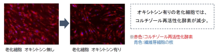 真皮の線維芽細胞における「コルチゾール再活性化酵素」の発現量の変化(2)