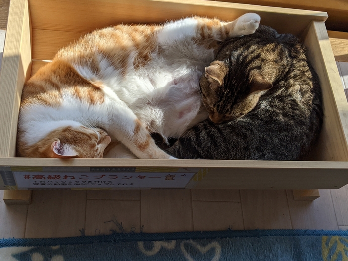 猫プランター