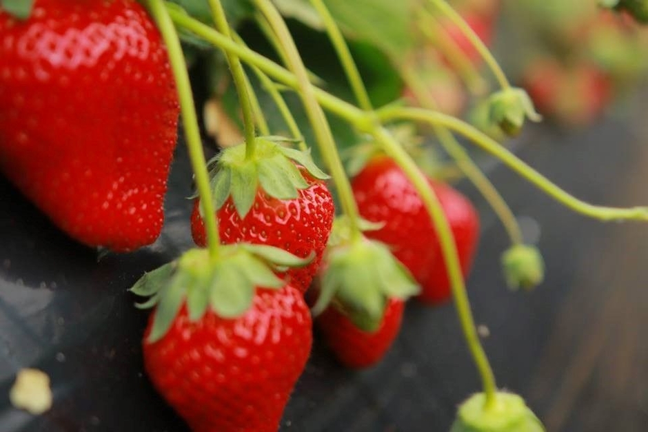 ブランドいちご