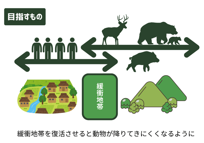 緩衝地帯が復活すると、動物が降りてきにくくなる。
