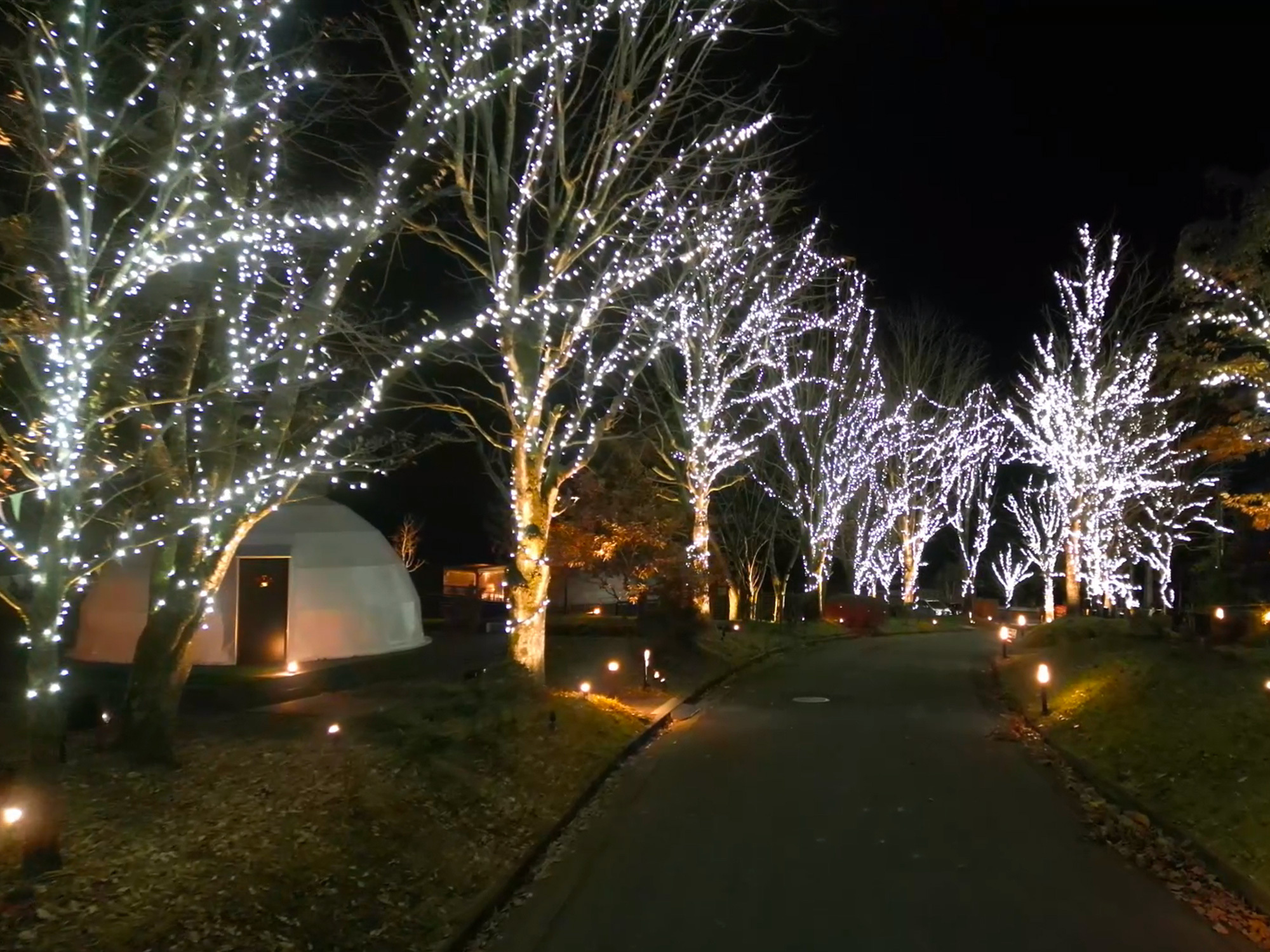 イルミネーションナイト2025