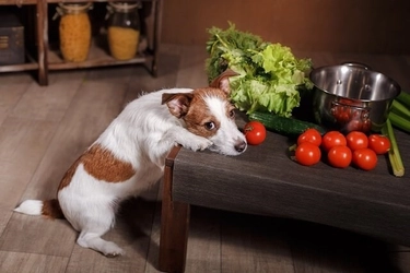 【ペット保険のアイペット】 犬の異物誤飲を半数以上の飼育者が経験！？ 最も異物誤飲が起きやすいのは「一緒にいて、少し目を離したとき」 ～犬の異物誤飲に関する調査～