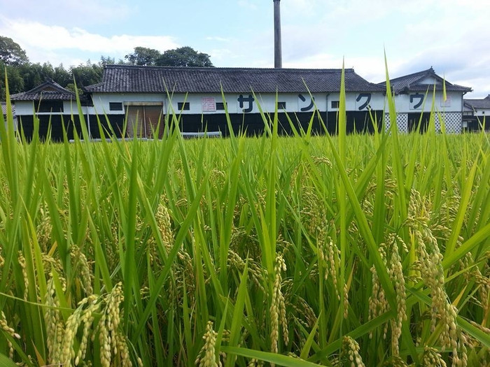 澤佐酒造 自社田