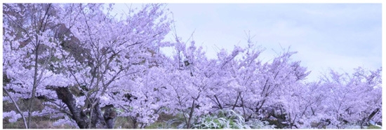 有馬の桜狩りスポット