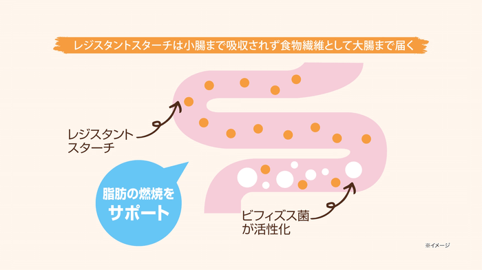 テフ＿レジスタントスターチ説明