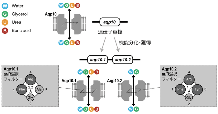 図1　魚類が遺伝子重複により獲得したAqp10.1とAqp10.2の溶質透過性の違いを生み出すメカニズム。Aqp10.2では、かさ高いアミノ酸残基が細孔のar/R選択フィルターを形成して孔径を狭め、尿素・ホウ酸の透過性を制限することを見出した。