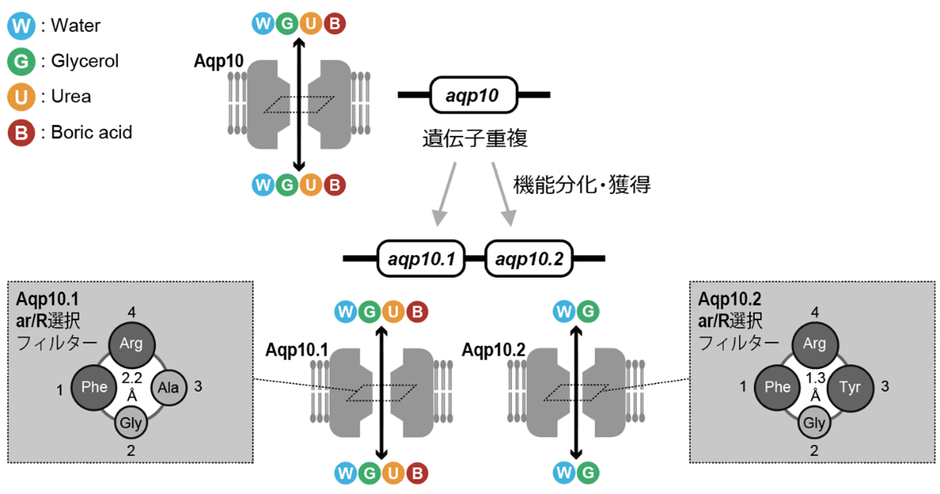 図1　魚類が遺伝子重複により獲得したAqp10.1とAqp10.2の溶質透過性の違いを生み出すメカニズム。Aqp10.2では、かさ高いアミノ酸残基が細孔のar/R選択フィルターを形成して孔径を狭め、尿素・ホウ酸の透過性を制限することを見出した。