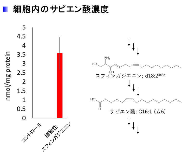 細胞内のサピエン酸濃度