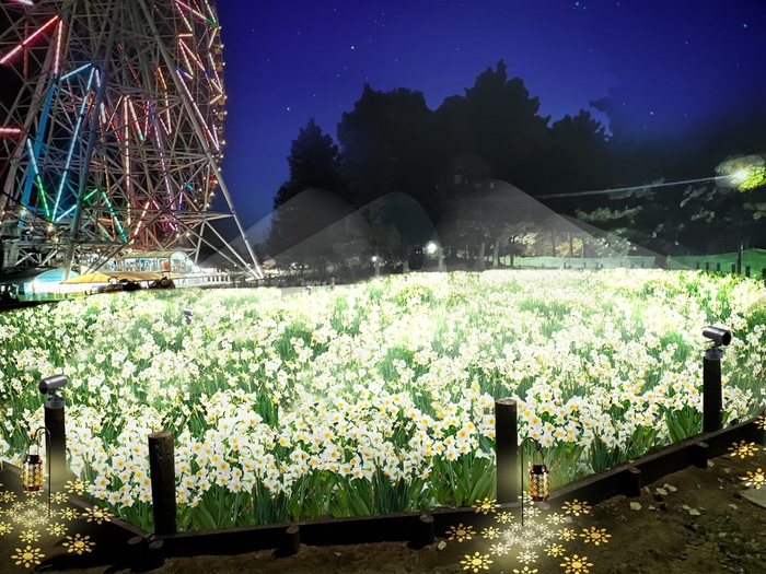 スイセンのライトアップ(イメージ)