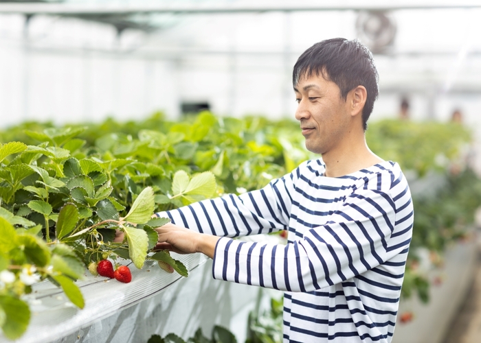 栽培イメージ画像