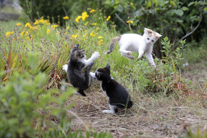 映画「旅する飛び猫」より