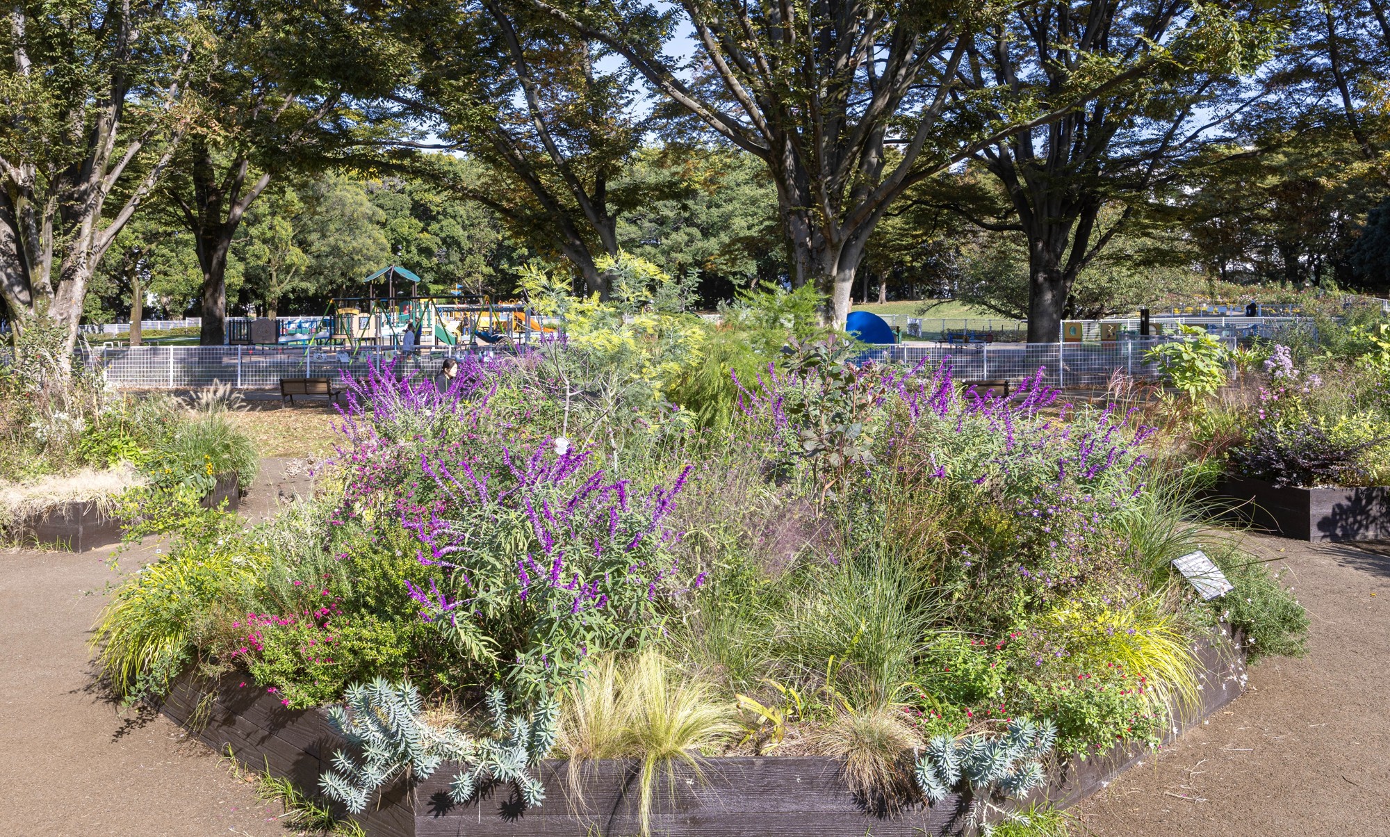 Dガーデンの様子(11月)