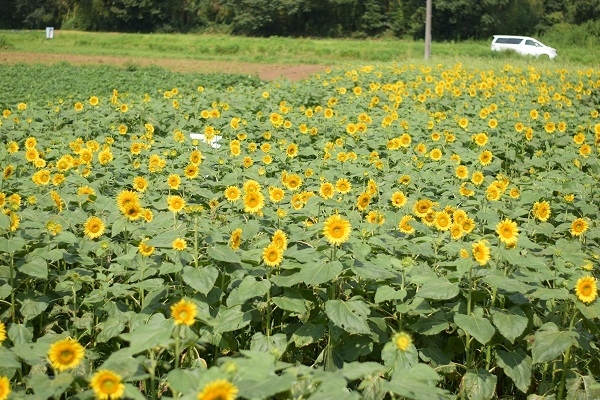 昨年の様子:満開時