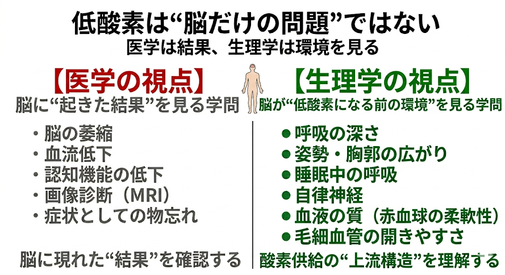 ?【認知症第3回】低酸素と脳の環境──酸素供給の不安定さがもたらす影響