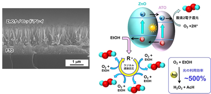 （左）図4　走査型電子顕微鏡で見たZnOナノロッドアレイ電極　（右）図5　光触媒とラジカル連鎖反応による革新的な過酸化水素合成