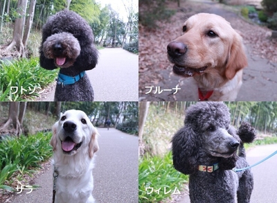 3代目勤務犬の候補犬たち