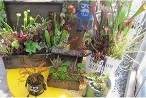 食虫植物の寄せ植え(イメージ)