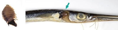 絶海の岩礁ベヨネース列岩から新種のウオノエ科甲殻類を発見　～龍のような宿主で暮らす「六分儀」～