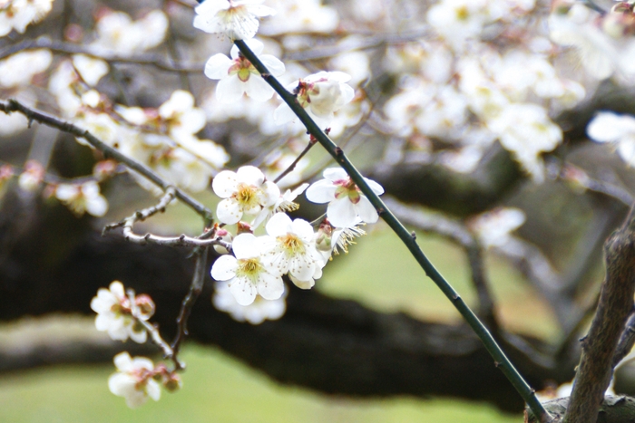 ほんのり香る城州白の花