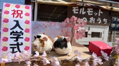 ▲昨年の『春のどうぶつえんまつり』