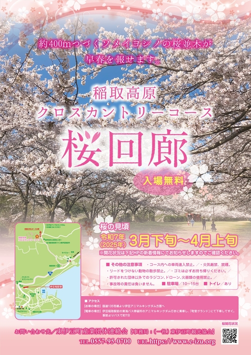 稲取高原クロスカントリーコース桜回廊2025年