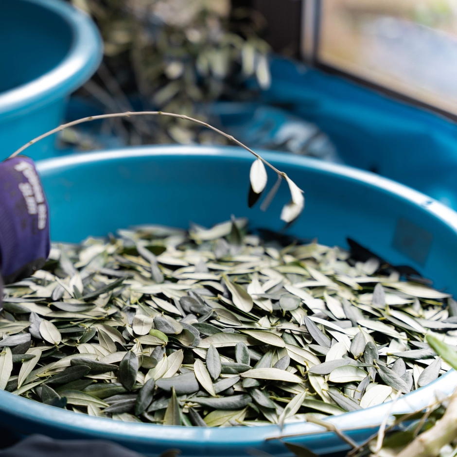 オリーブ葉を一枚一枚手摘みで採取