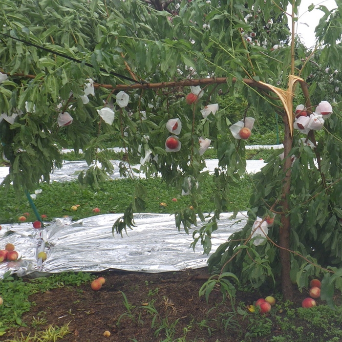 秋田県鹿角市「かづの北限の桃」　台風直撃後の様子