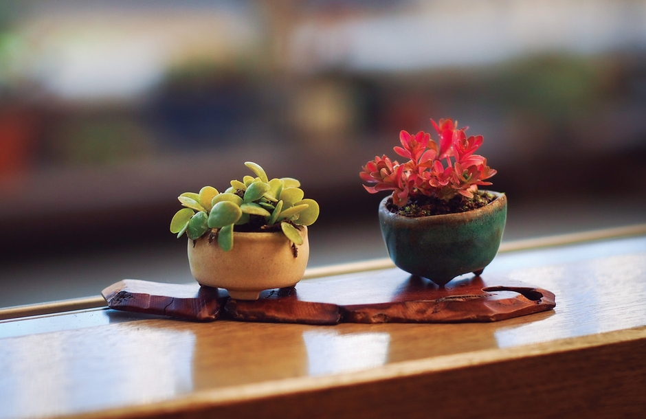 室内で楽しむときには「地板＝盆栽などの下に敷く板」やコースターなど敷物を使って飾る