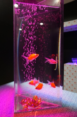 約30種類の金魚を展示