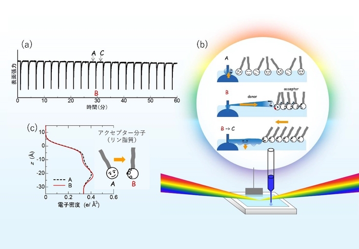 図1 (a)表面張力の自発振動 (b)水面深さ方向の電子密度分布。状態Bは状態Aよりも密度の濃淡がはっきりしており、分子が直立していることがわかる(X線は見えませんが、X線の波長の違いを擬似的に色として表現しました) (c)実験装置と水面の分子の運動