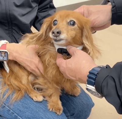 録音が終わったVibone nezu pet for dogsを首に巻く