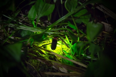 幻想的なホタル舞う風景を楽しめる「ほたる観賞会」　 “ほたるの名所”静岡県の丸山公園と松川湖で6月1日から開催