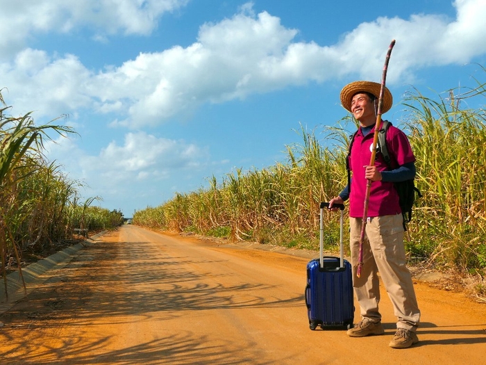 宮古島のサトウキビ畑から出張します