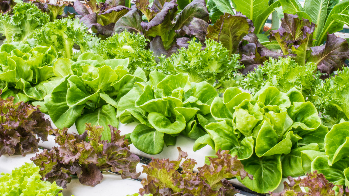 世界のアクアポニックス市場は2026年までに10億1900万ドルに達する見込み