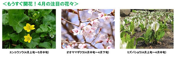 もうすぐ開花！４月の注目の花々