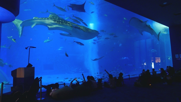 「黒潮の海」水槽