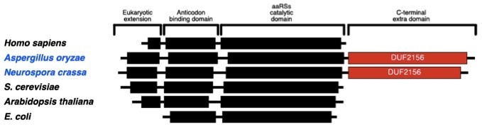 図1. 糸状菌のアスパルチルtRNA合成酵素(ErdS)にみられる糸状菌特異的ドメイン(DUF2156)