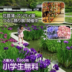 新品種アジサイが続々登場！静岡県掛川市の加茂荘花鳥園にて 「2018年花菖蒲・アジサイ展」を7月1日まで開催