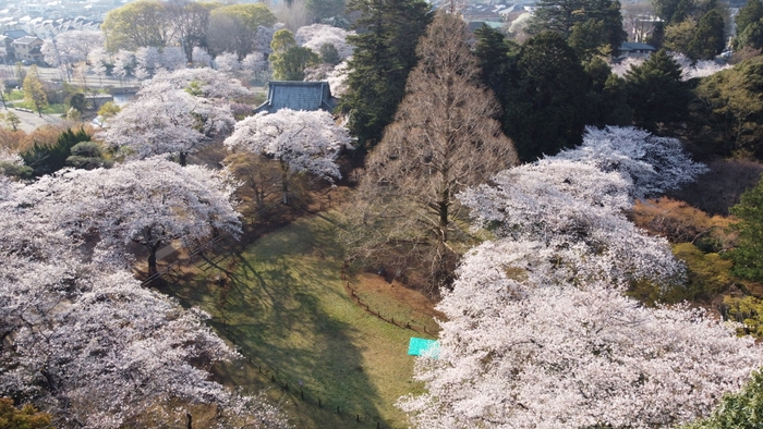 エントランスゾーン付近の芝生広場